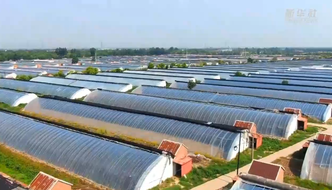 河北黃驊:大棚冬棗采摘忙